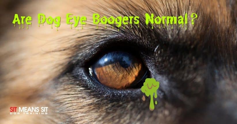 dog with eye boogers