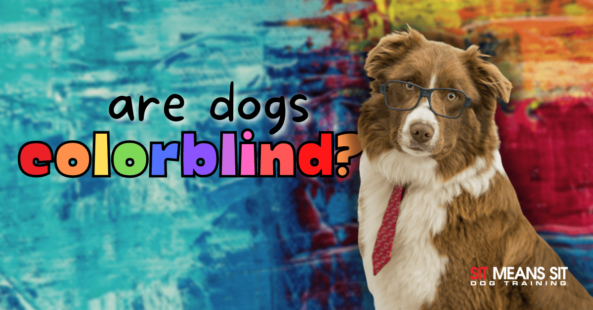 a cute dog wearing glasses and bow tie wih a colorful background