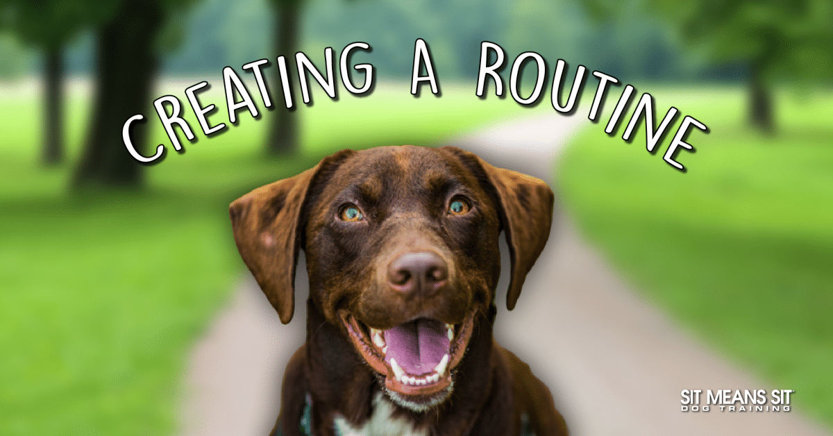 dog smiling and facing the camera