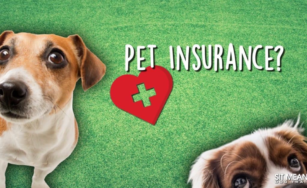 two dogs looking in camera with artificial grass in background