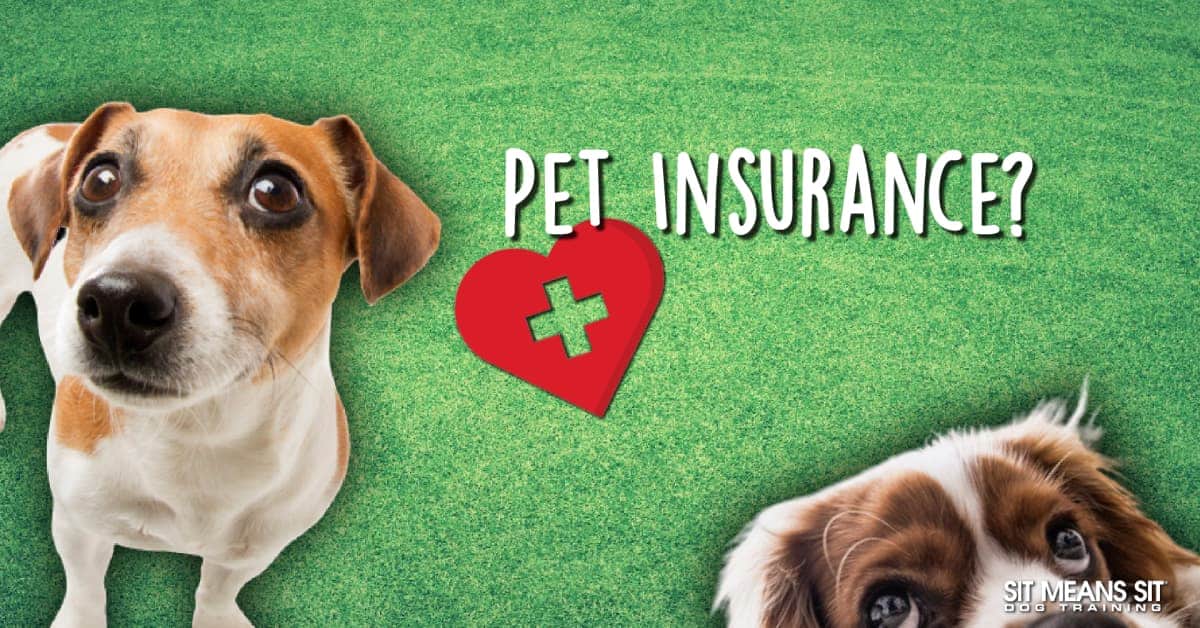 two dogs looking in camera with artificial grass in background