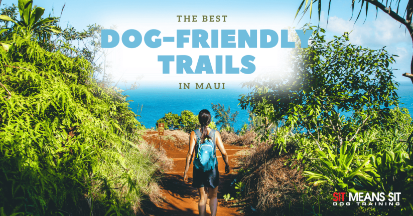Check Out These Dog-Friendly Trails in Maui