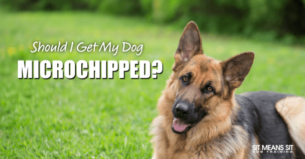 german shepherd looking at camera with grass in background