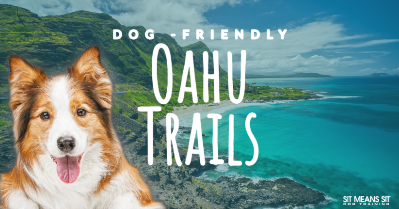Dog Friendly Trails To Try In Oahu