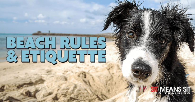 a dog looking at camera while sitting on a sandy beach