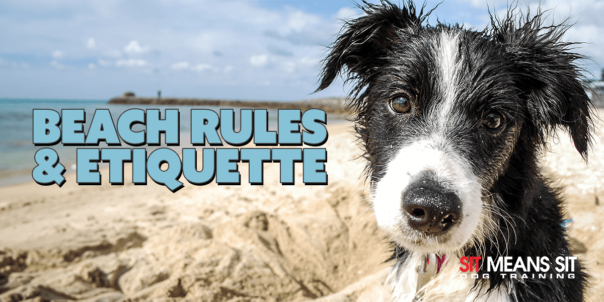 a dog looking at camera while sitting on a sandy beach