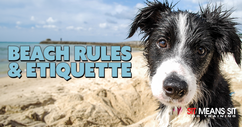 Dog Friendly Beaches in Oahu: Rules and Etiquette