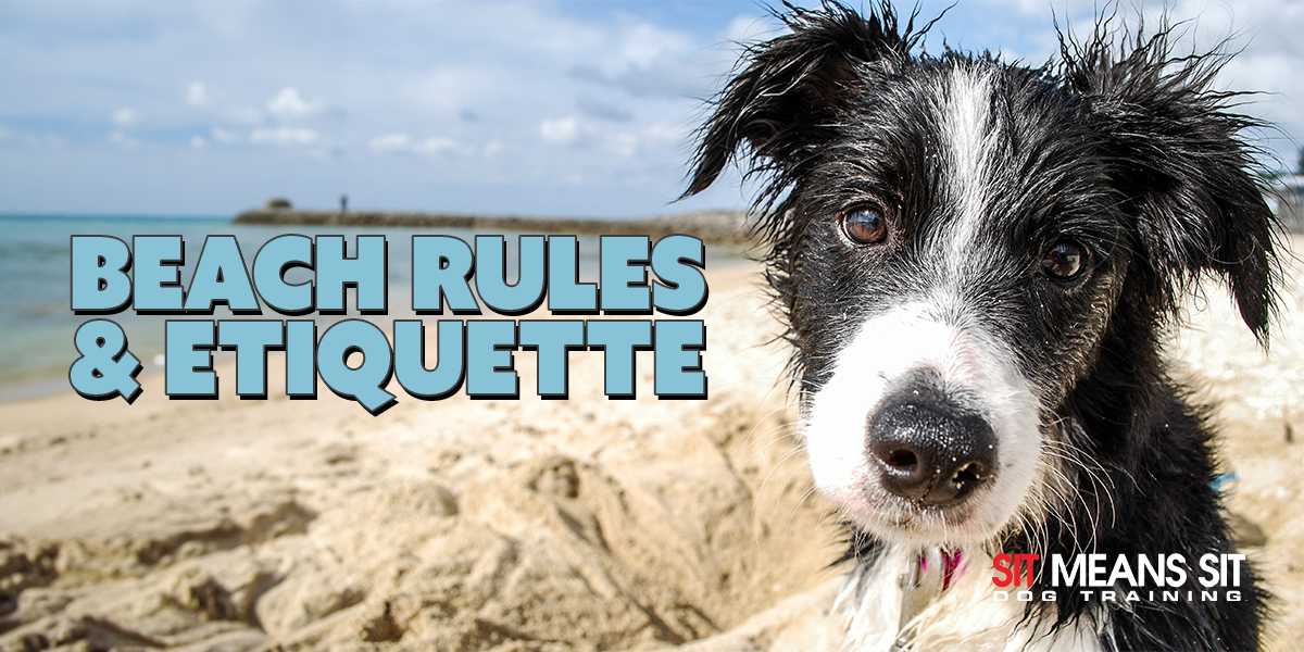 Dog Friendly Beaches in Oahu: Rules and Etiquette