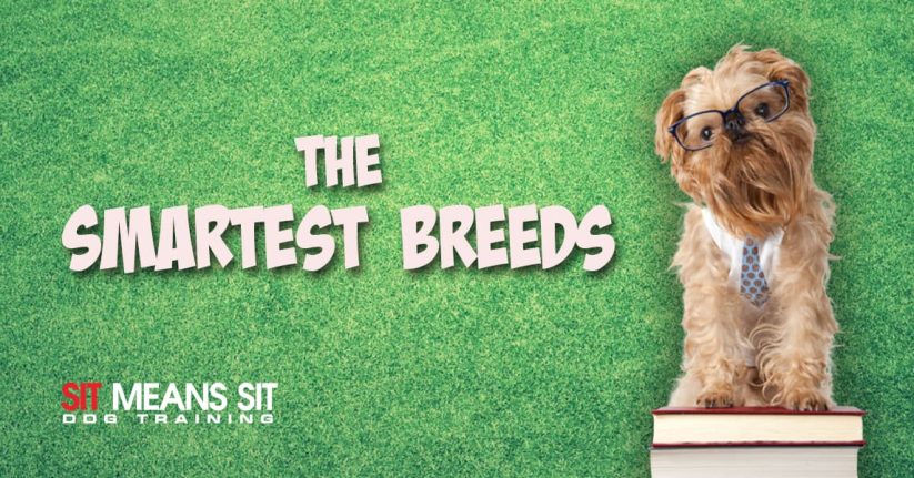 beautiful dog sitting on books wearing glasses with green background