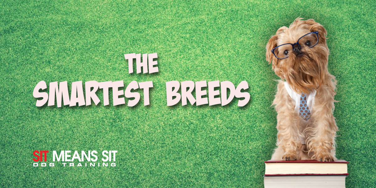 Which Dog Breeds Are Considered The Smartest?