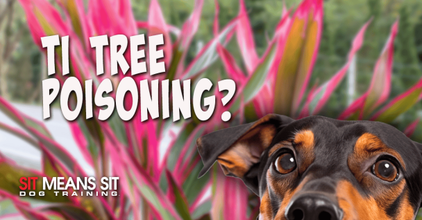 dog staring at camera withCordyline Fruticosa in background