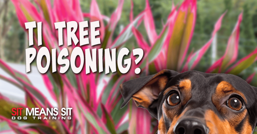 dog staring at camera withCordyline Fruticosa in background