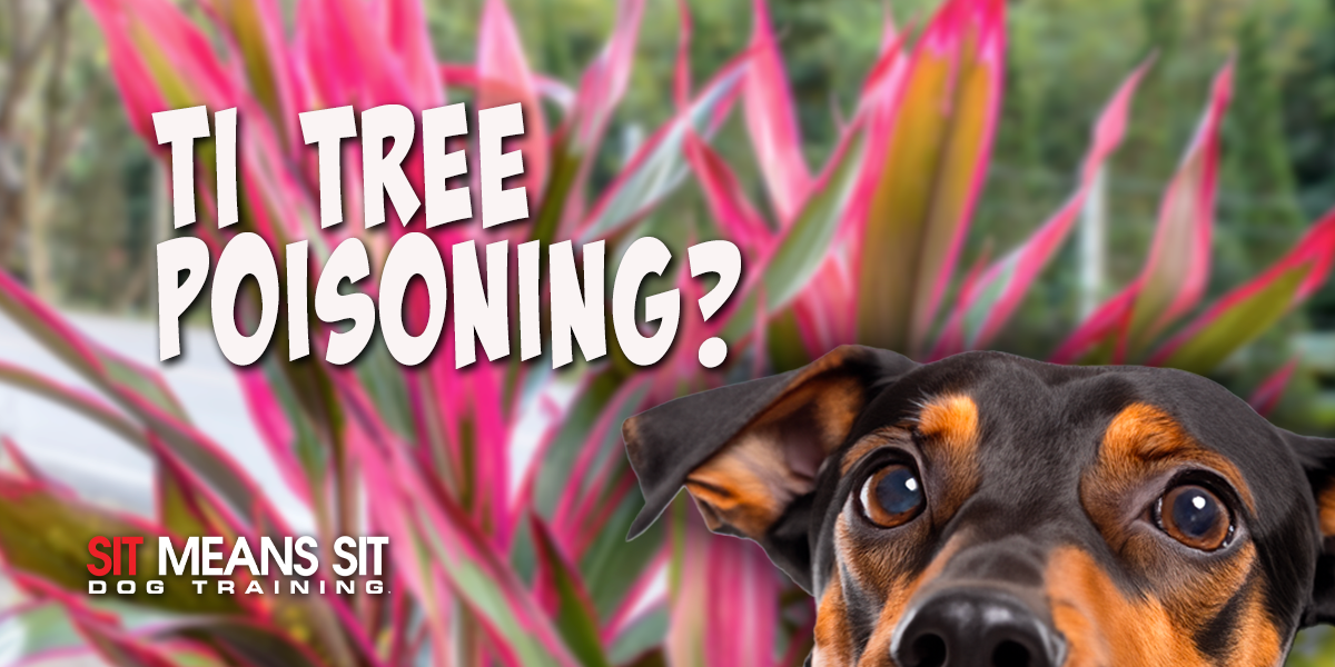 Ti (Cordyline Fruticosa) Poisoning in Dogs: A Full Guide