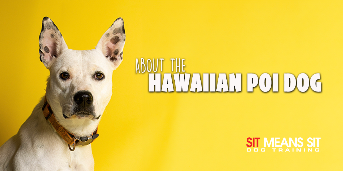 Everything You Need To Know About The Hawaiian Poi Dog
