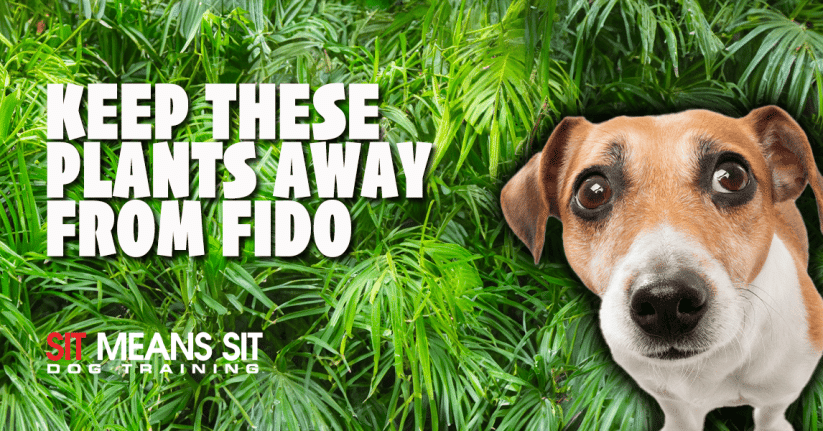 an adorable dog looking in camera with plants in background