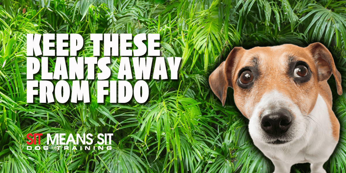 an adorable dog looking in camera with plants in background