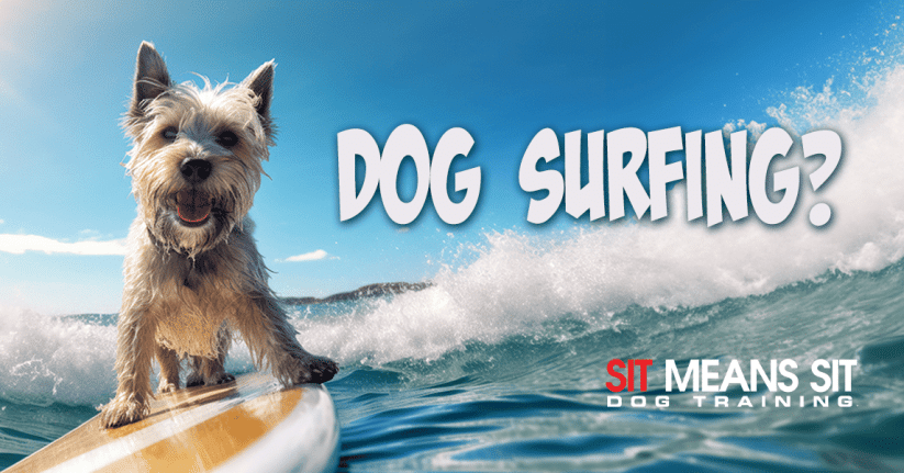 Small, fluffy dog balancing on a surfboard while riding a wave, with the text "Dog Surfing?" and the "Sit Means Sit Dog Training" logo in the corner