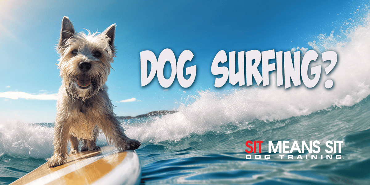 Small, fluffy dog balancing on a surfboard while riding a wave, with the text "Dog Surfing?" and the "Sit Means Sit Dog Training" logo in the corner