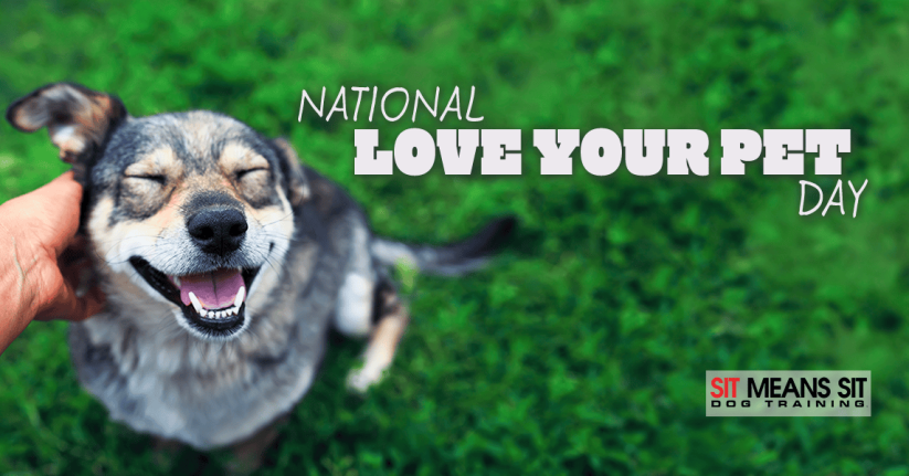 a dog enjoying pat of a hand and sitting on grass