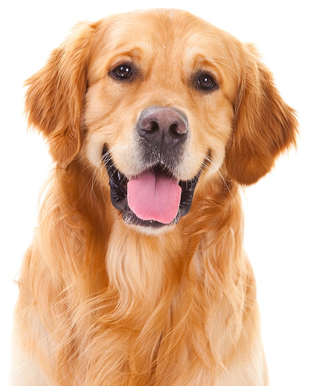 About Sit Means Sit Dog Training