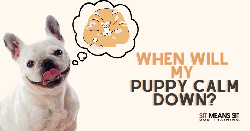 When Will My Puppy Calm Down?