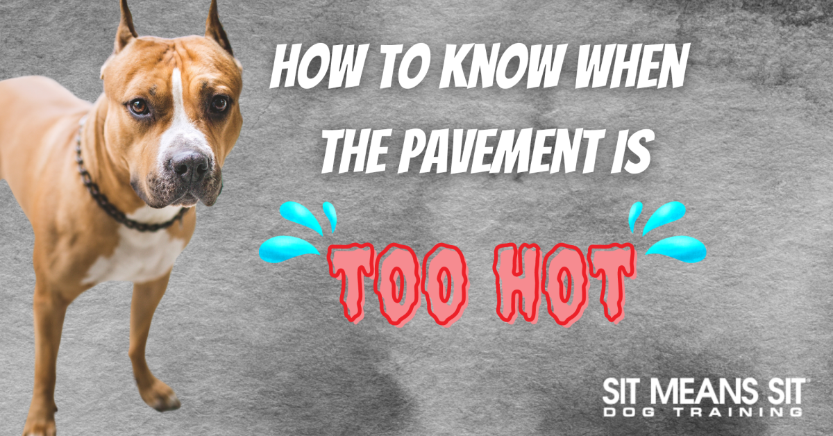 A dog stands on pavement, with text about determining if it's too hot for pets.