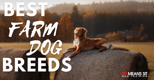 A dog rests on a hay bale in a field, with text about the best farm dog breeds.