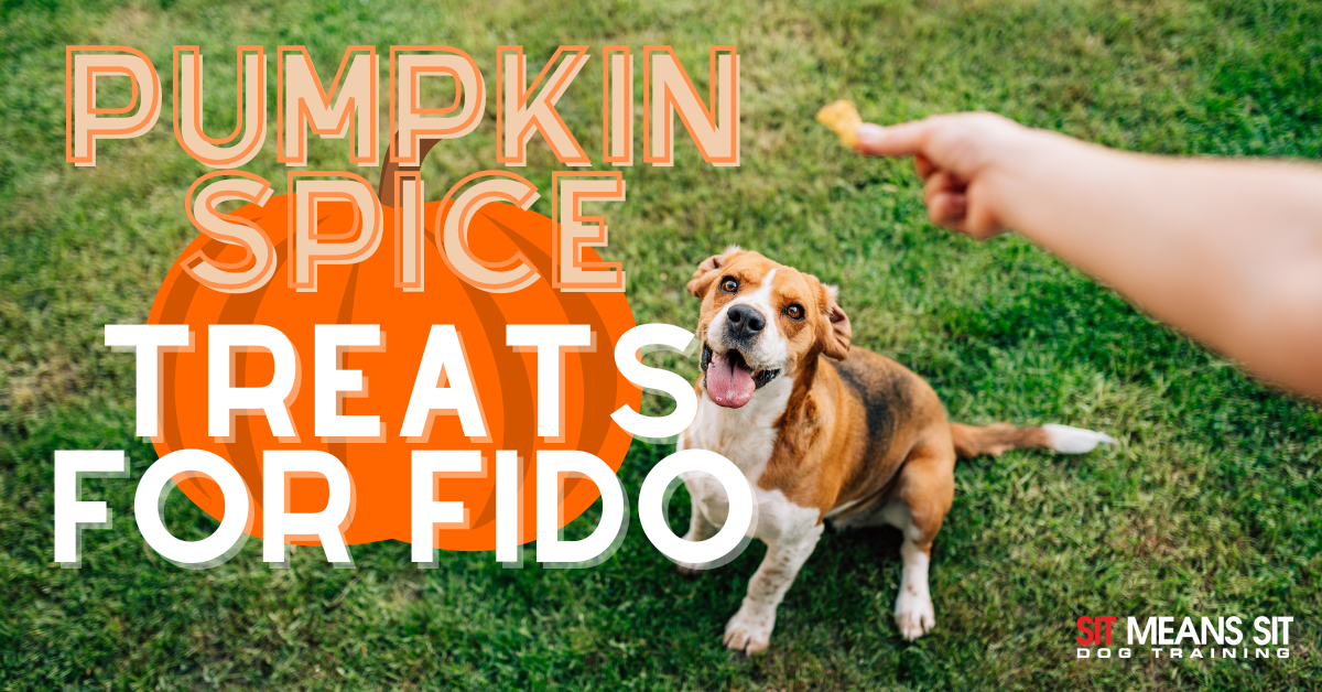 A smiling dog sits on grass, looking at a hand offering a treat near a pumpkin-shaped decoration.