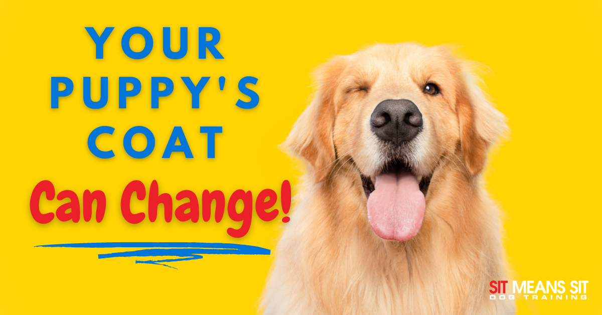 A happy golden retriever with a playful expression against a bright yellow background, promoting puppy coat changes.