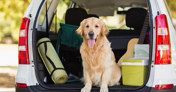 a dog sitting in a the trunk of a SUV with a yoga mat and a cooler