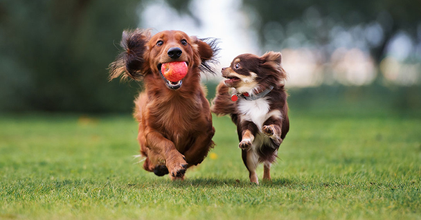two dogs outside running towards the camera
