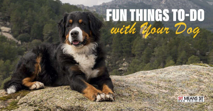 Fun Things to Do with Your Dog