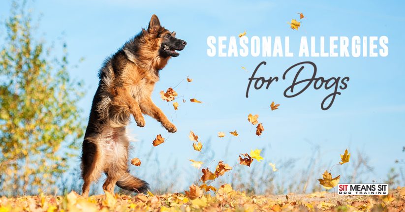 Seasonal Allergies for Dogs.