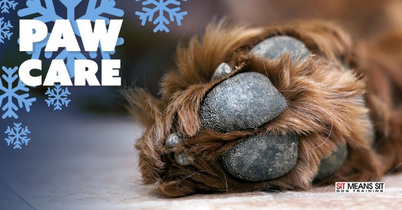 Winter Paw Care for Your Dog.
