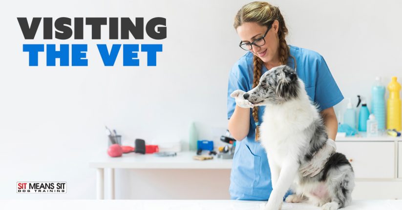 How Often Should My Dog Visit the Vet?