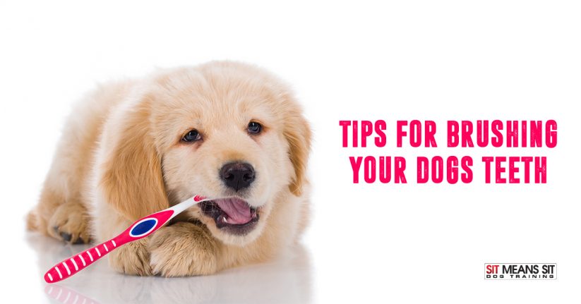Tips for Brushing Your Dog's Teeth
