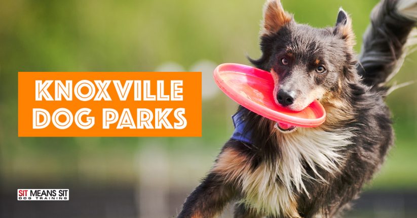Knoxville Off-Leash Dog Parks