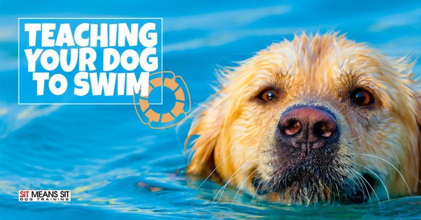 Tips for Teaching Your Dog How to Swim