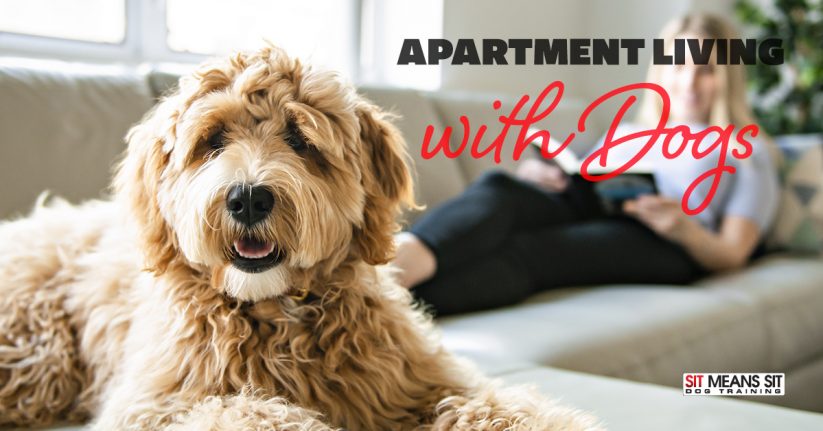 Tips to Sharing an Apartment as a Dog Owner