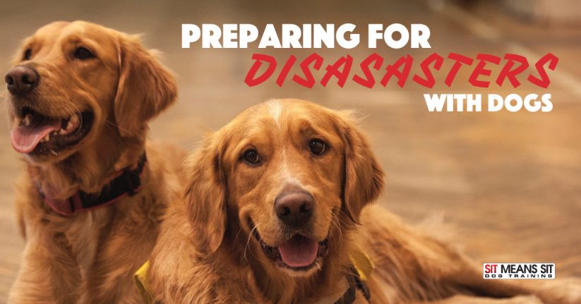 Preparing for Disasters with Dogs