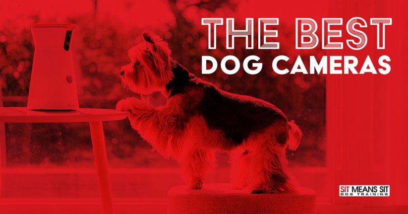 The Best Dog Camera for 20202
