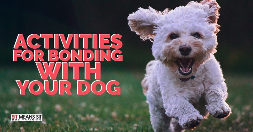 Activities for Bonding with Your Dog