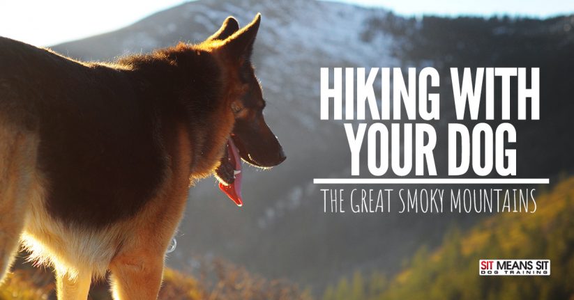 Hiking With Your Dog In The Great Smoky Mountains: Pet Policies and Trails