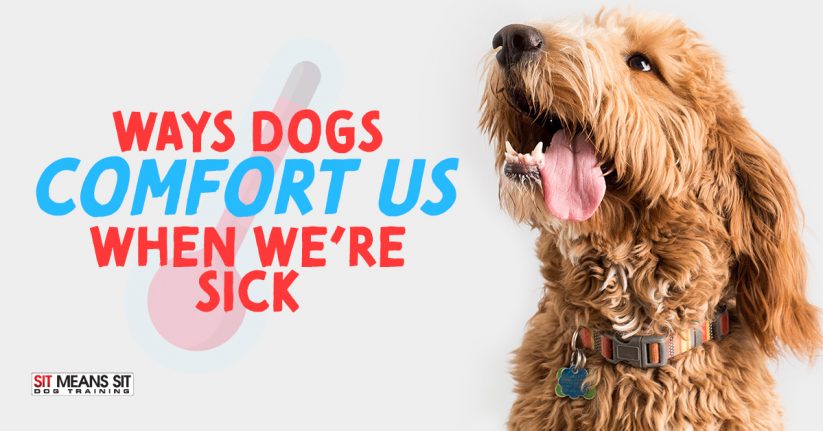 Ways Dogs Comfort Us When We're Sick
