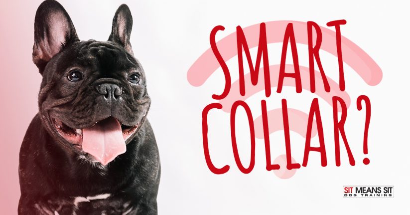 Does My Dog Need a Smart Collar?