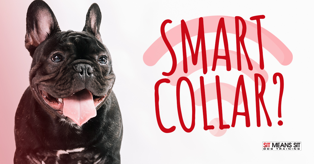 Does My Dog Need a Smart Collar?