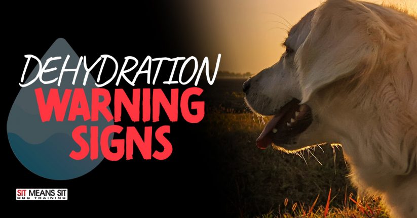 Dehydration Warning Signs in Dogs