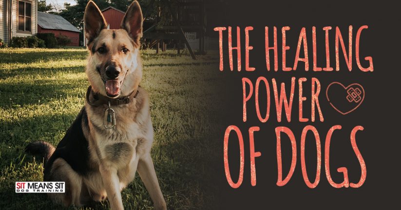 The Healing Power of Dogs