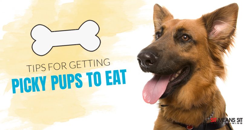 Tips for Dog Owners with Picky Pups