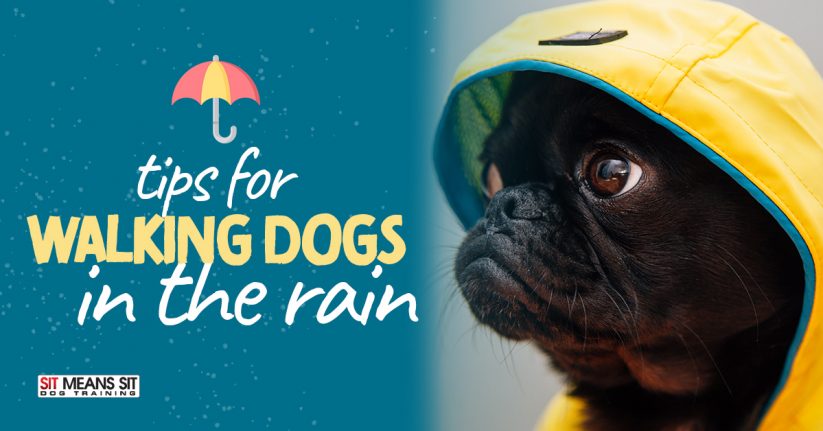 Tips for Walking Dogs in the Rain